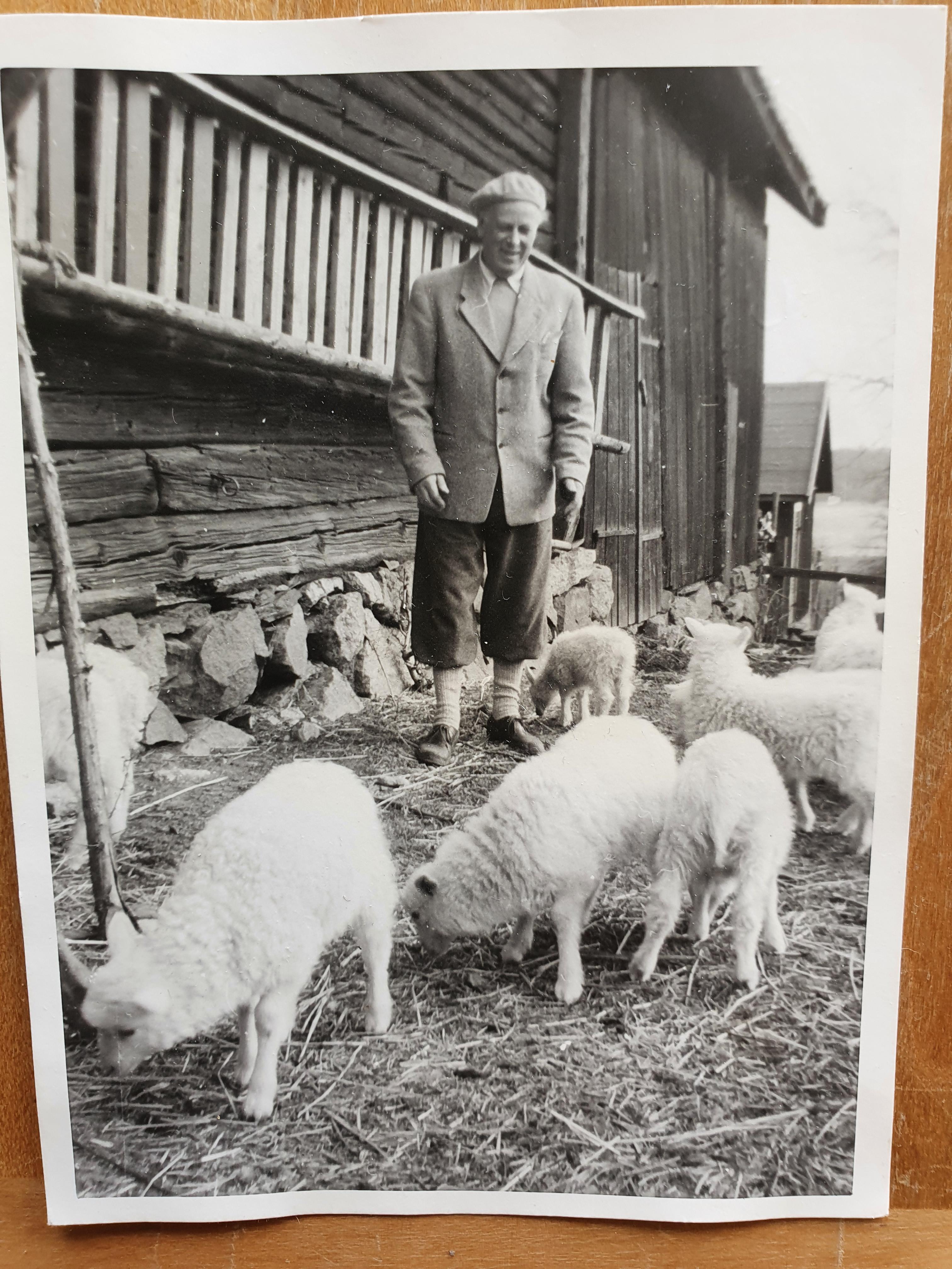 Gustaf Ramsay med får utanför logen